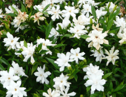 Gardenia Frostproof.